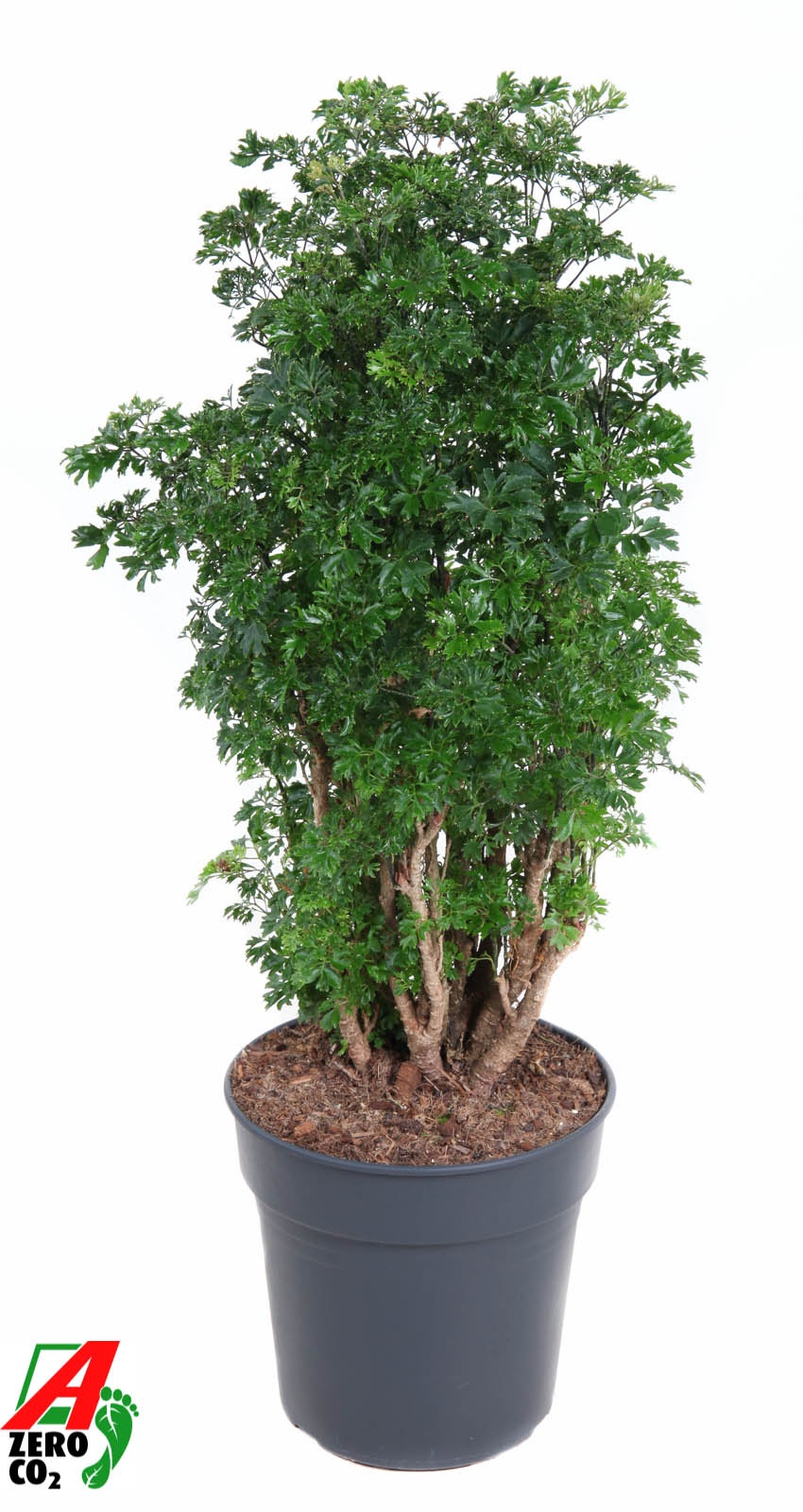 Polyscias Roble vertakt P24, D 24