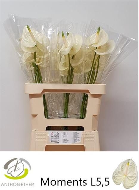 Антуриум Моментс, шт.