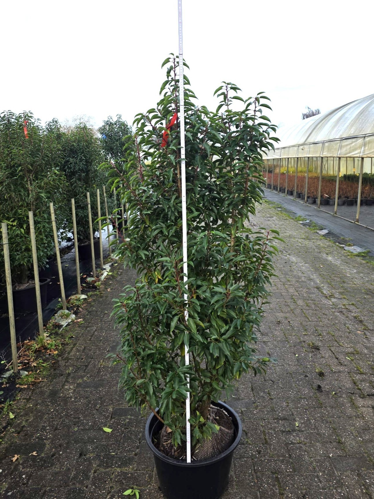 Prunus lus. 'Angustifolia' 150-175, D 45