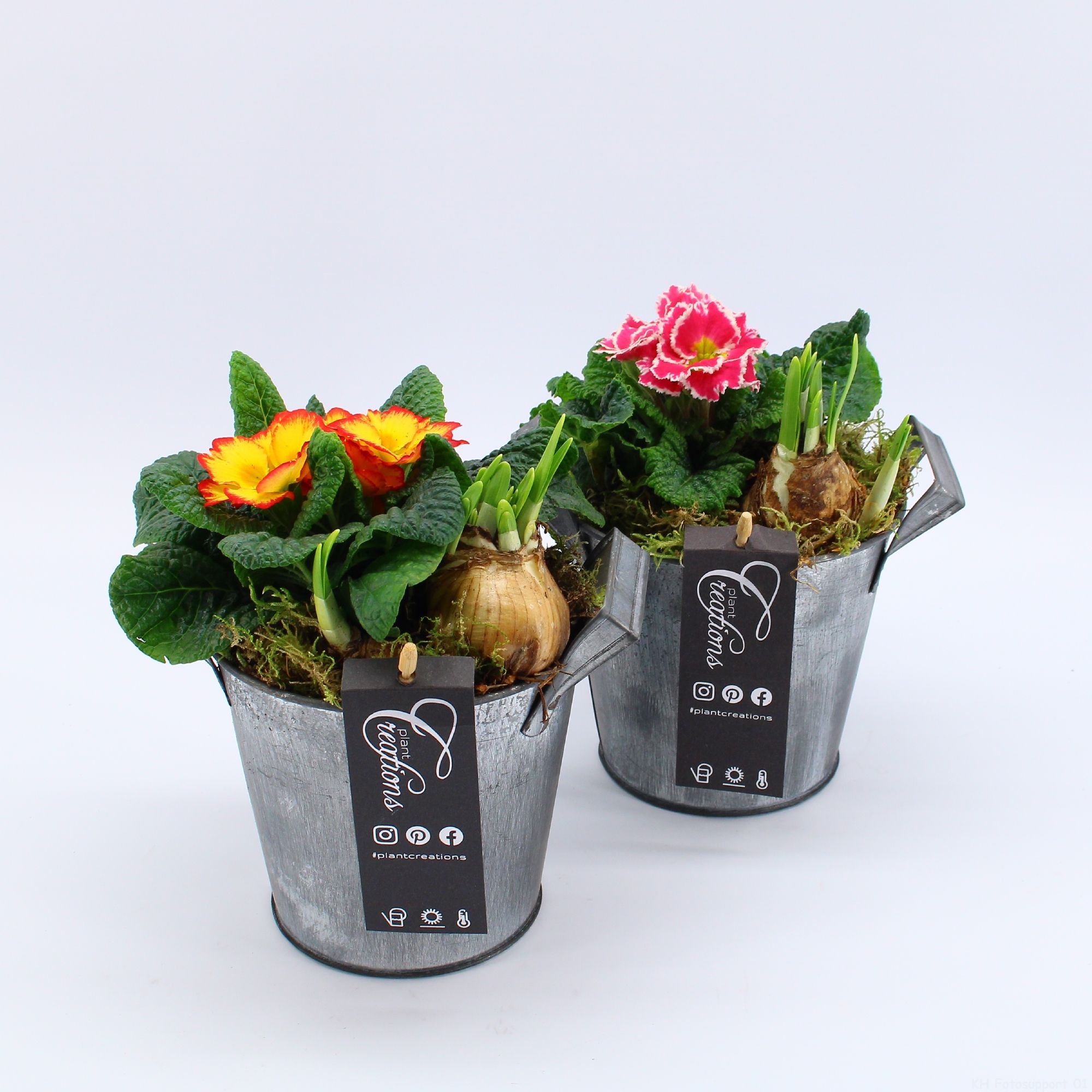 PMCR-2623 Primula creations, D 14