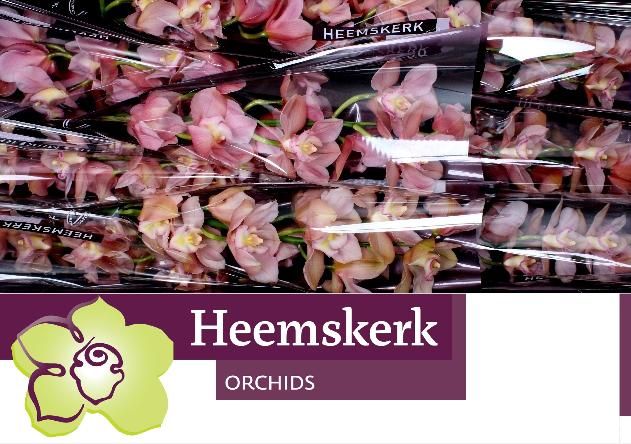 Цимбидиум Салмон Делайт x9 60, шт.