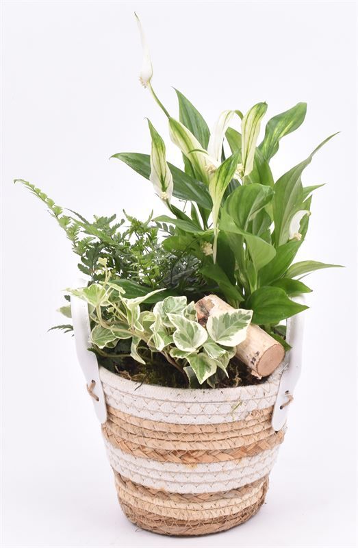 Maismand dia 17 met oren, D 17