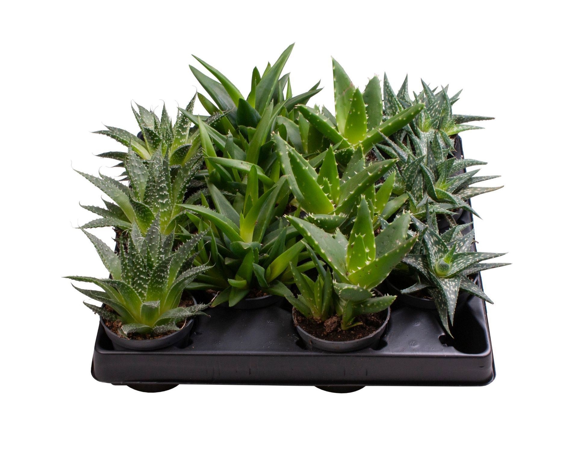 Aloe Mix 4 varieties, D 6