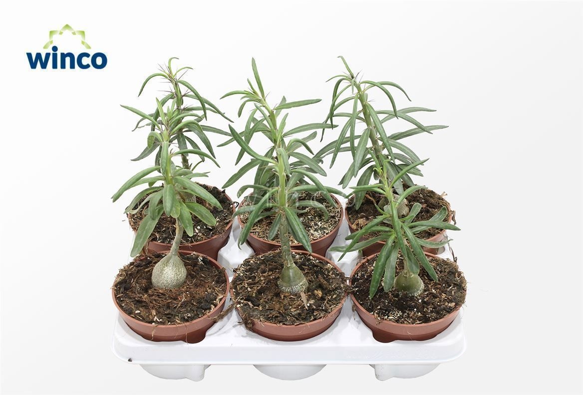 Pachypodium Succulentum, D 13