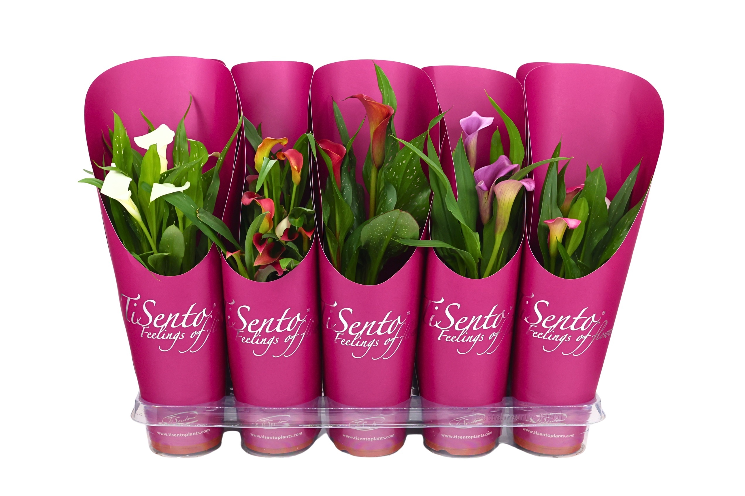 Zantedeschia (Calla) 12 cm - paars cadeaucover, D 12 cm Zantedeschia (Calla) 12 cm - paars cadeaucover, D 12 cm