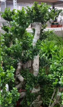 Фикус 1.8-метер С Баньян 48 180