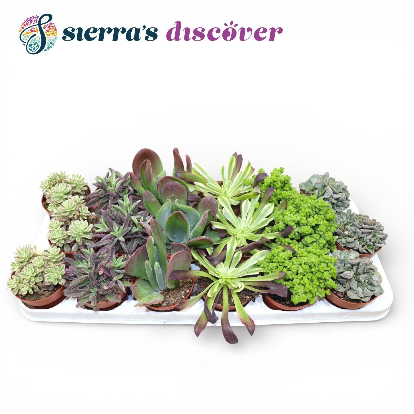 Discover® - Barcelona Succulents Mix (Exclusive), D 8,5
