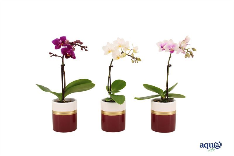 Dolomite p06 Horizon bordeaux Phal Tiny Dolls mix 1T07+ Aqu@, D 6