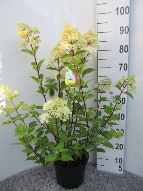 Hydrangea pan. Magical Andes 40-50 P23, D 23 cm