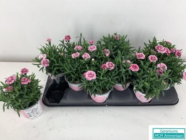Dianthus Osc Pink Star, D 10,5