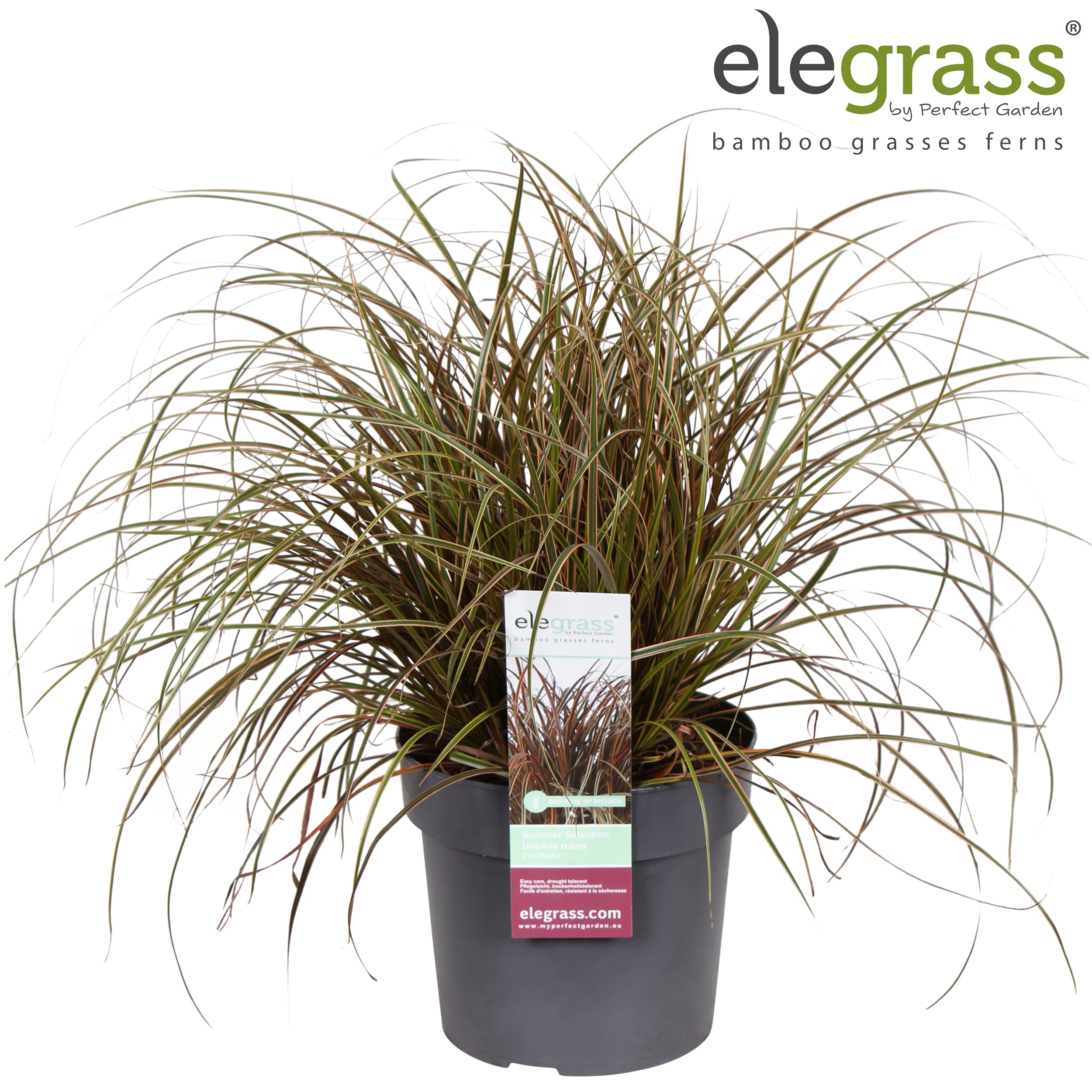 Uncinia rubra 'Everflame' P23, D 23