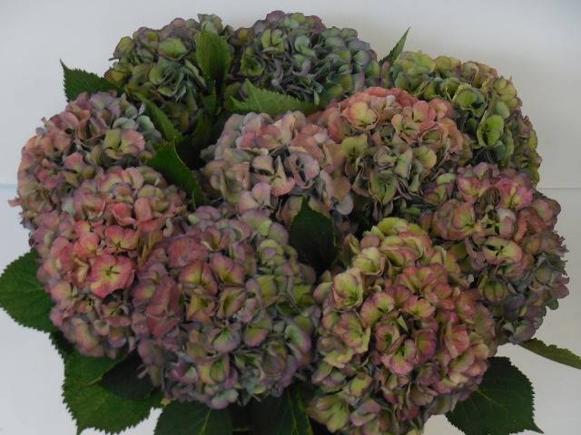 Гортензия Элбтал Классик 60, шт.