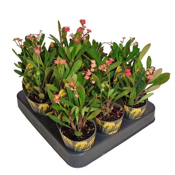 EUPHORBIA MILII - POT Ø 6,5 - WITH POTCOVER (SUCCULENTEN), D 6,5 cm