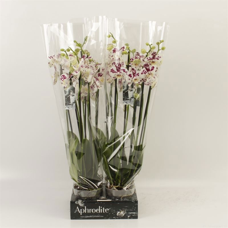 Phalaenopsis Anthura Marrakesh 4 tak Marrakesh Goddess, D 12 cm