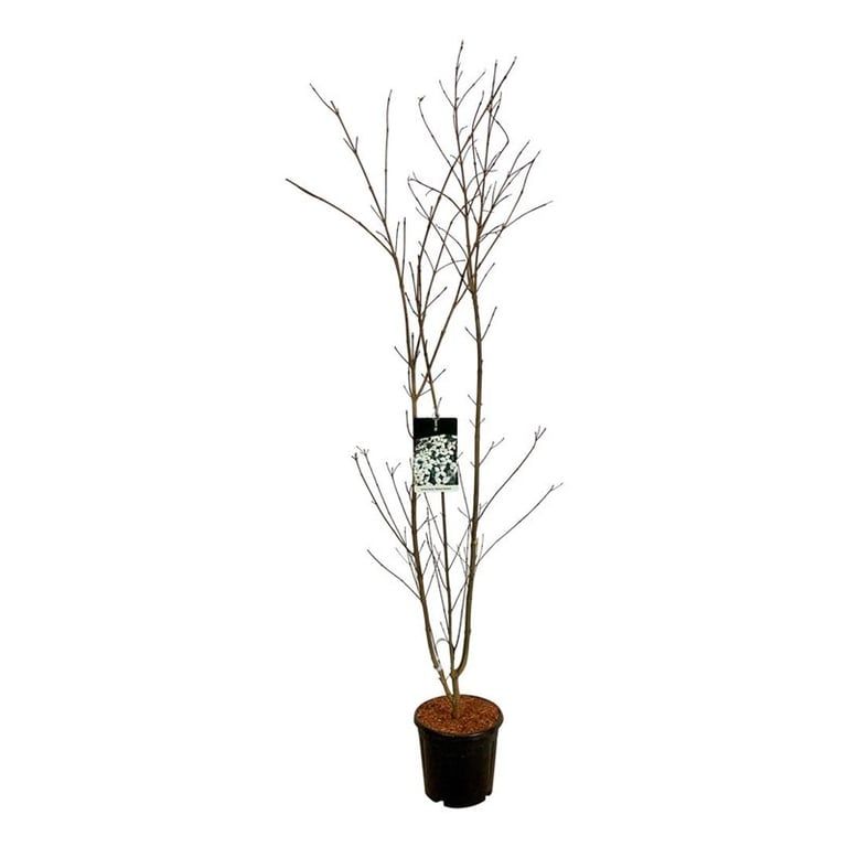 Cornus kousa 'Weisse Fontaine', D 32 cm