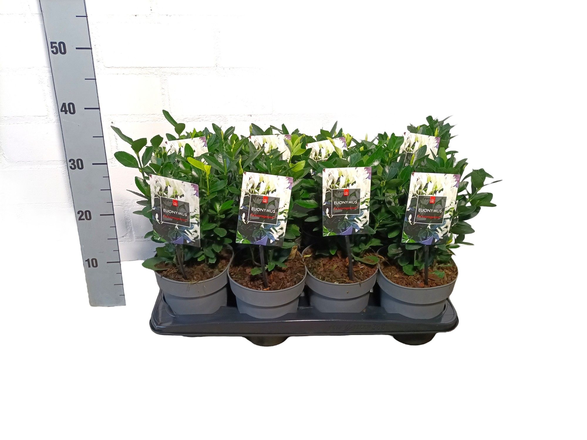 Euonymus japonicus 'Extravaganza' P15, D 15