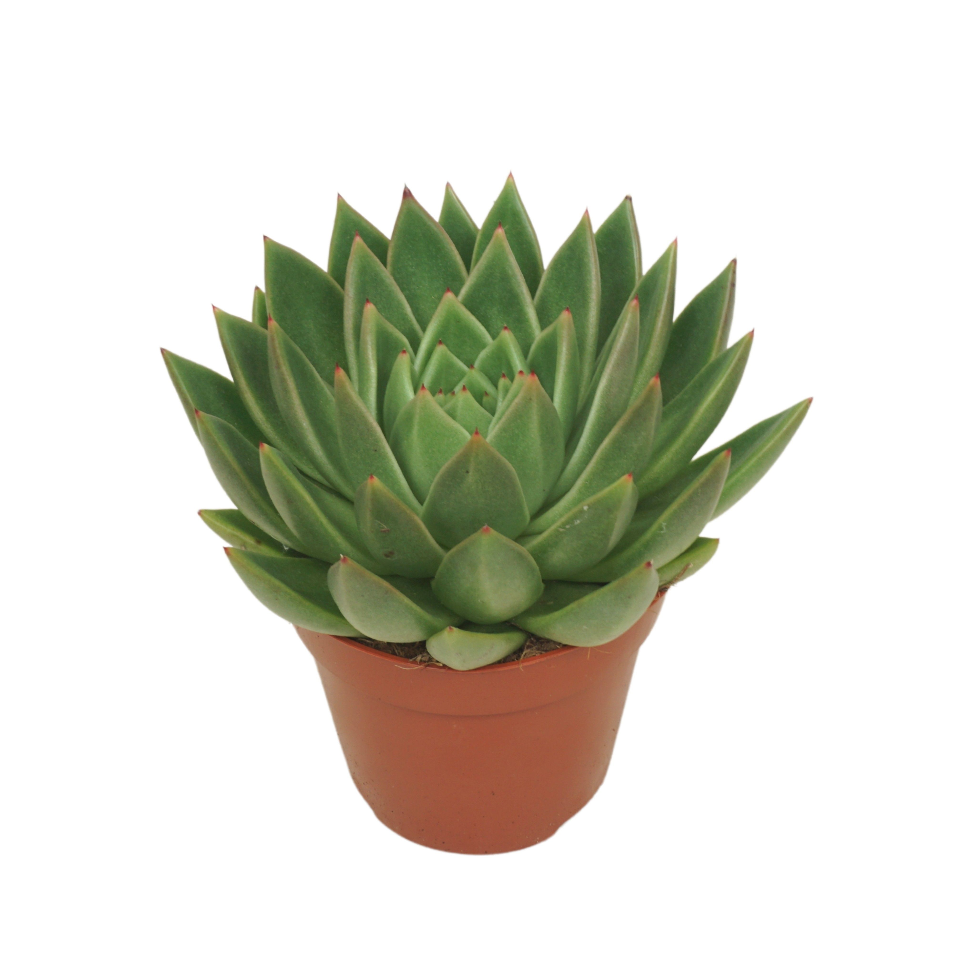 Echeveria agavoides 12 cm, D 12