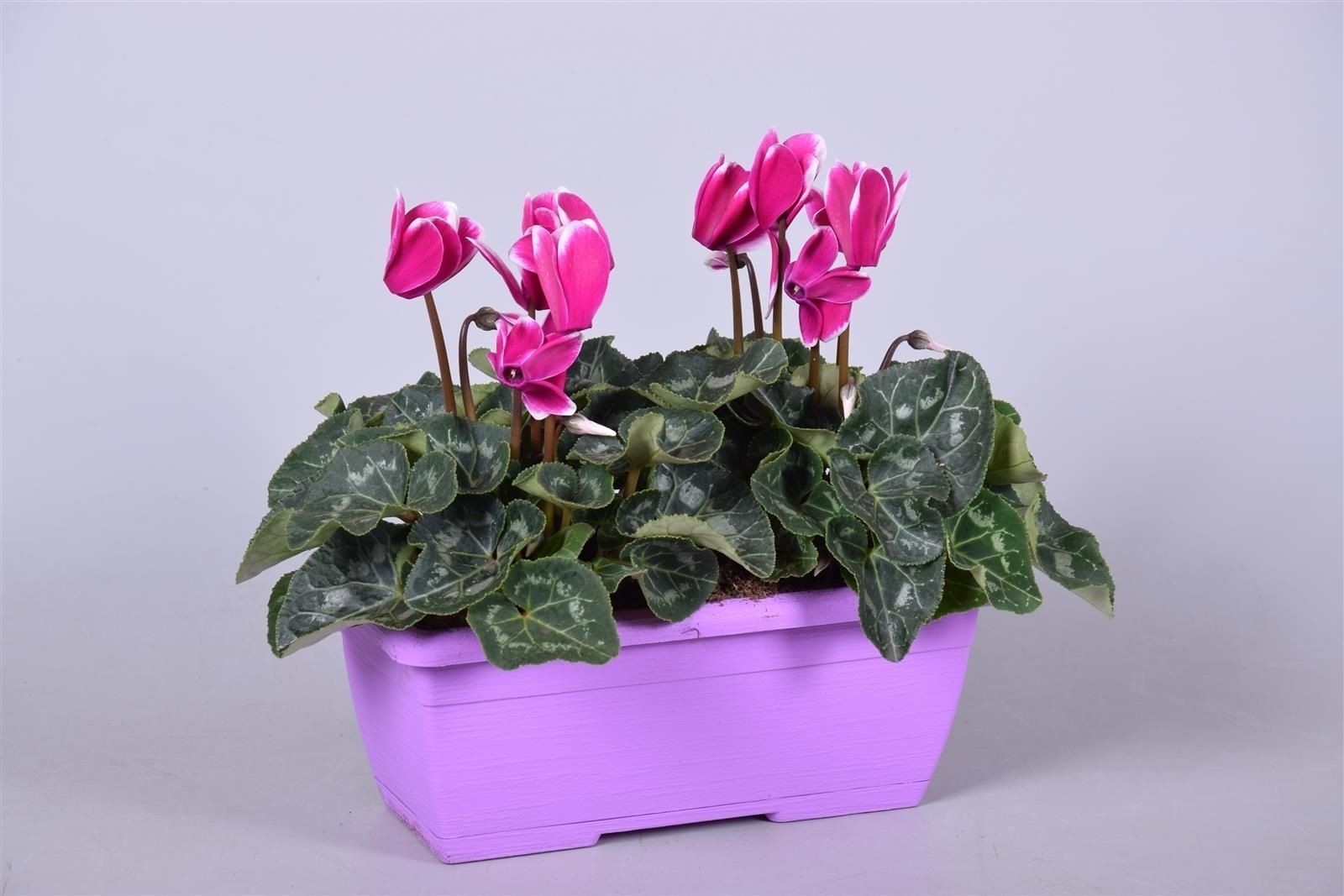Cyclamen Fuji paars Ton sur Ton in paars duobakje, D 25 cm Cyclamen Fuji paars Ton sur Ton in paars duobakje, D 25 cm