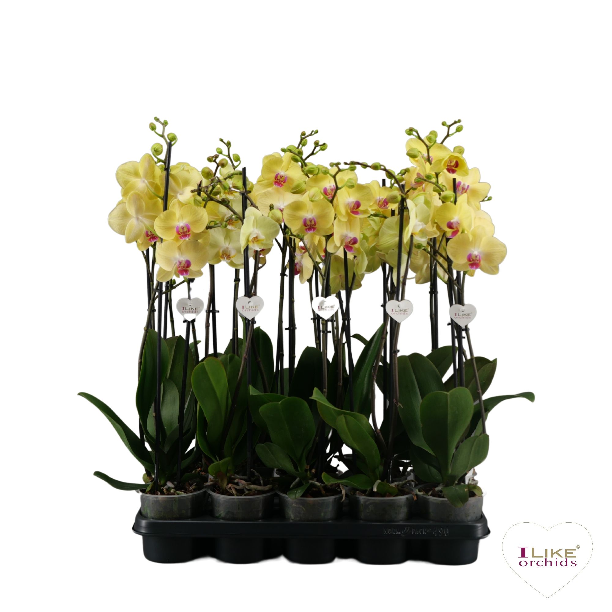 Phalaenopsis Geel - 2 tak 70cm, D 12