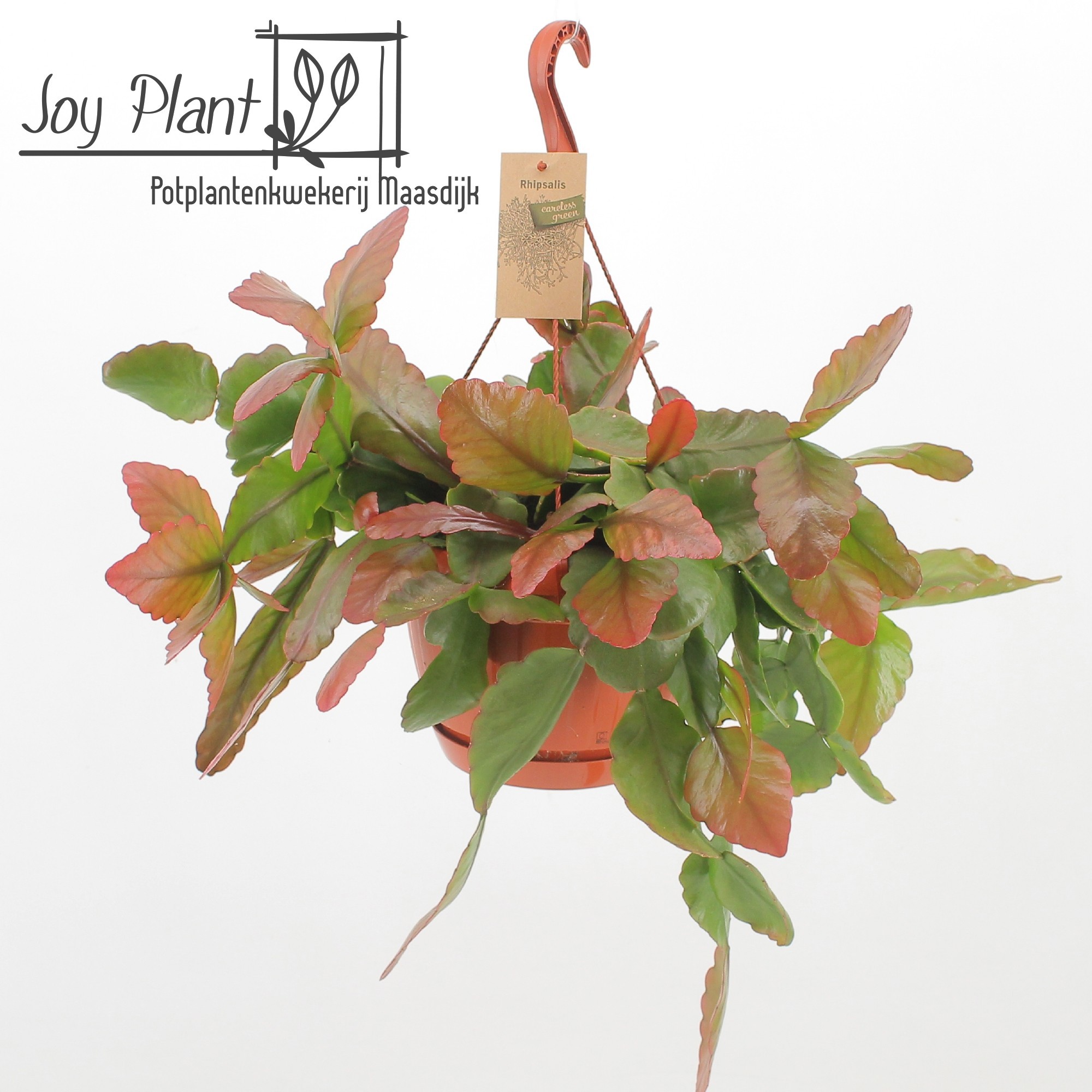 Rhipsalis Rubra, D 21