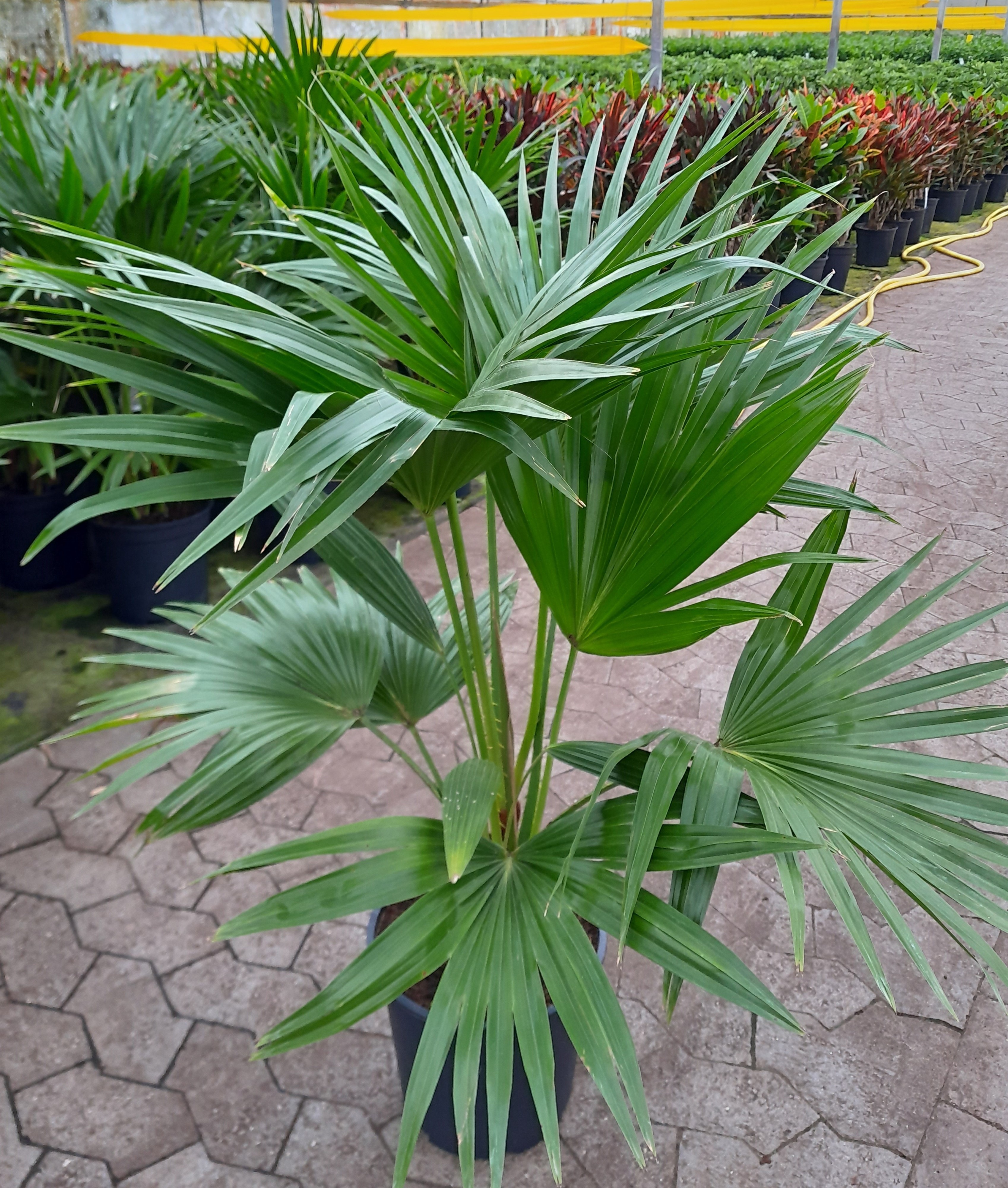 LIVISTONA ROTUNDIFOLIA, D 27