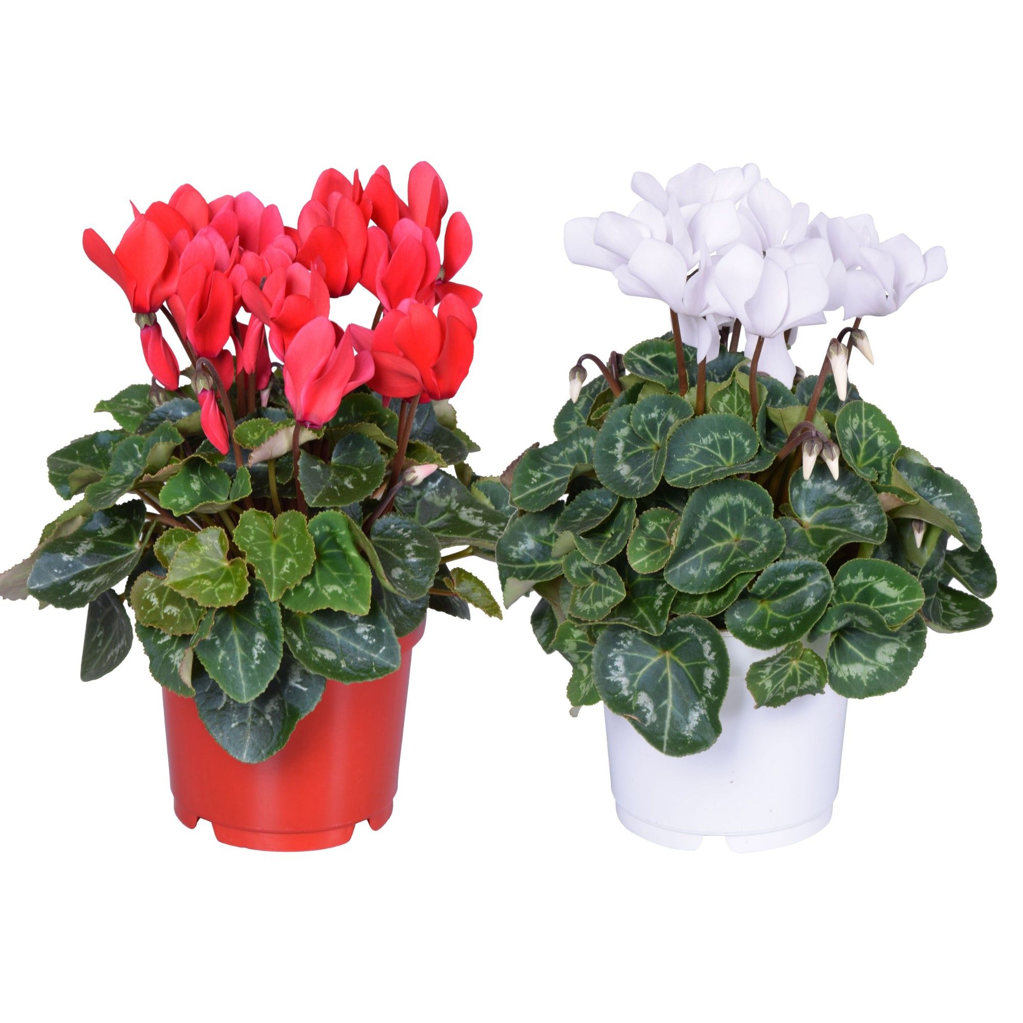 Cyclamen rood-wit (Kerst), D 12 cm Cyclamen rood-wit (Kerst), D 12 cm