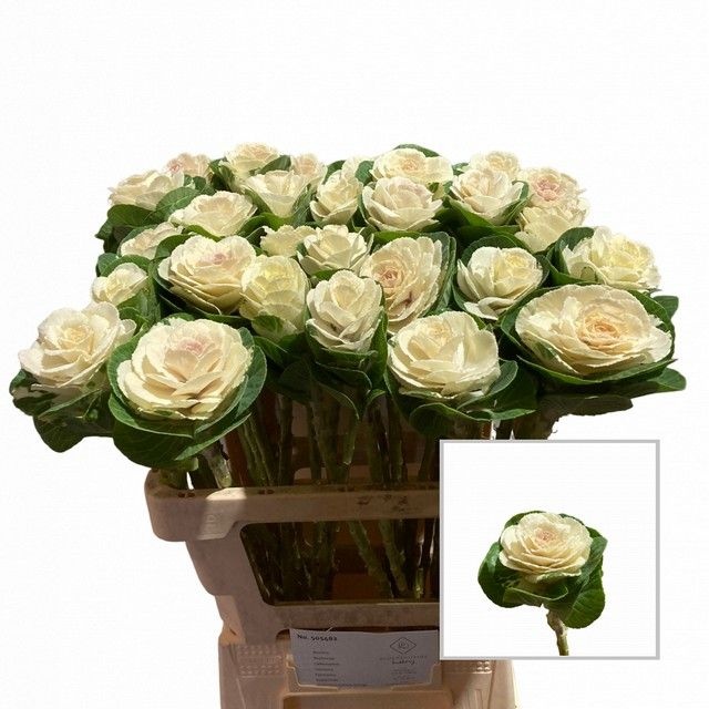 Брассика Вайт Крэйн 60, шт.