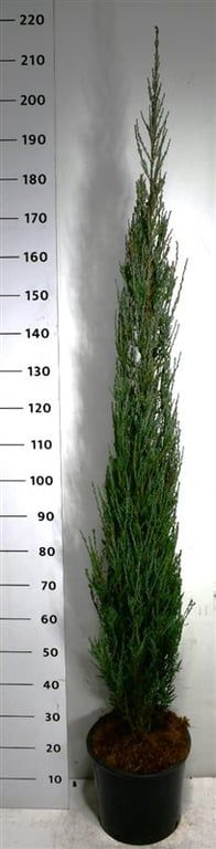 Juniperus s. 'Blue Arrow', D 38