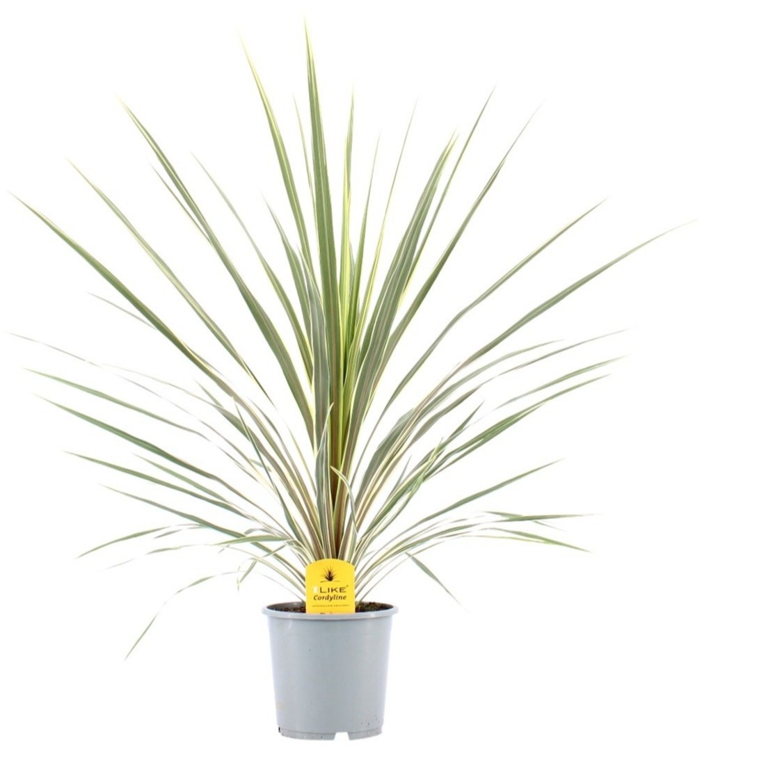Cordyline Australis Variegata - 24cm, D 24