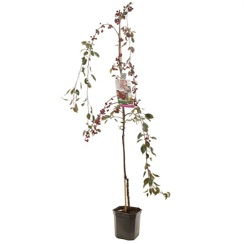 Malus Royal Beauty Treursierappel, D 24 cm
