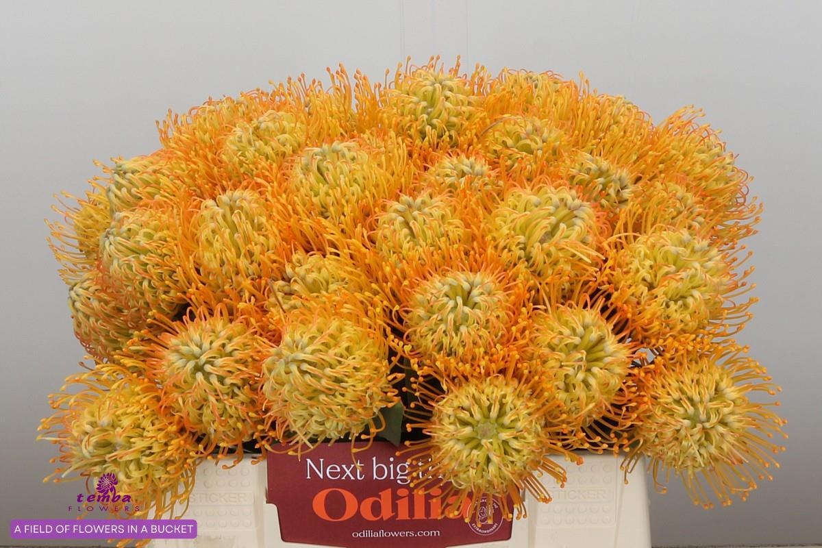 Нутанс Елена 35, шт.