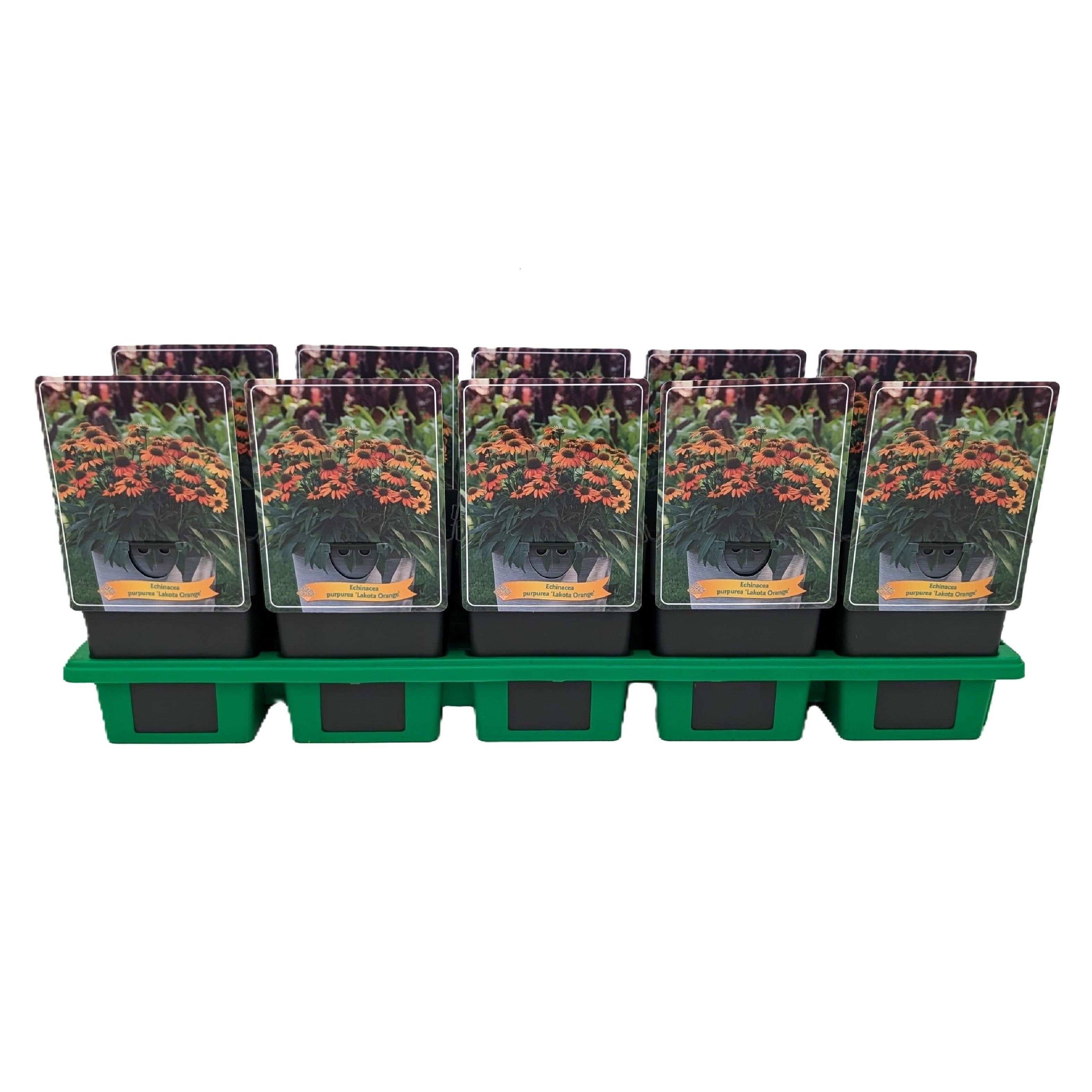 Echinacea 'Lakota Orange' P11, D 11