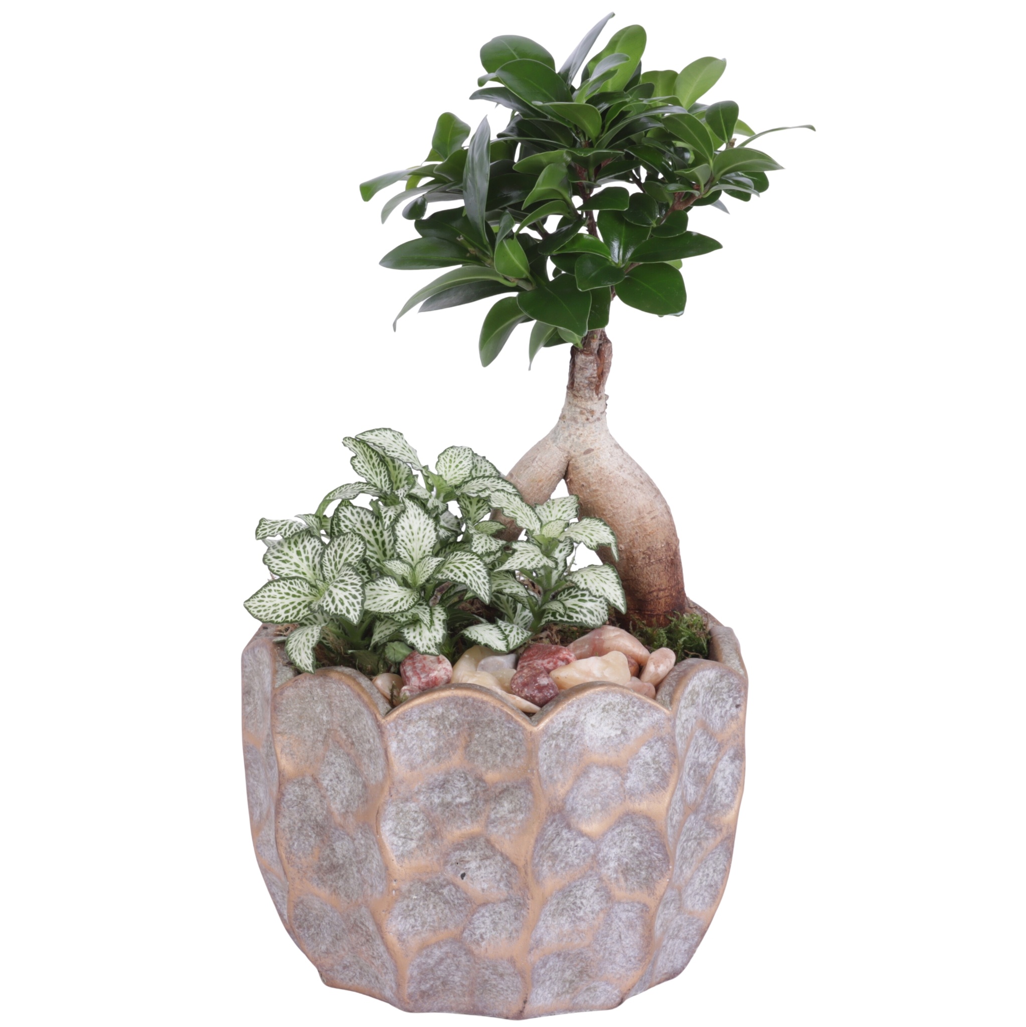 Yearround Arr. Indoor Ceramic Pure Luxury PL670 Ø15cm 2PP, D 15