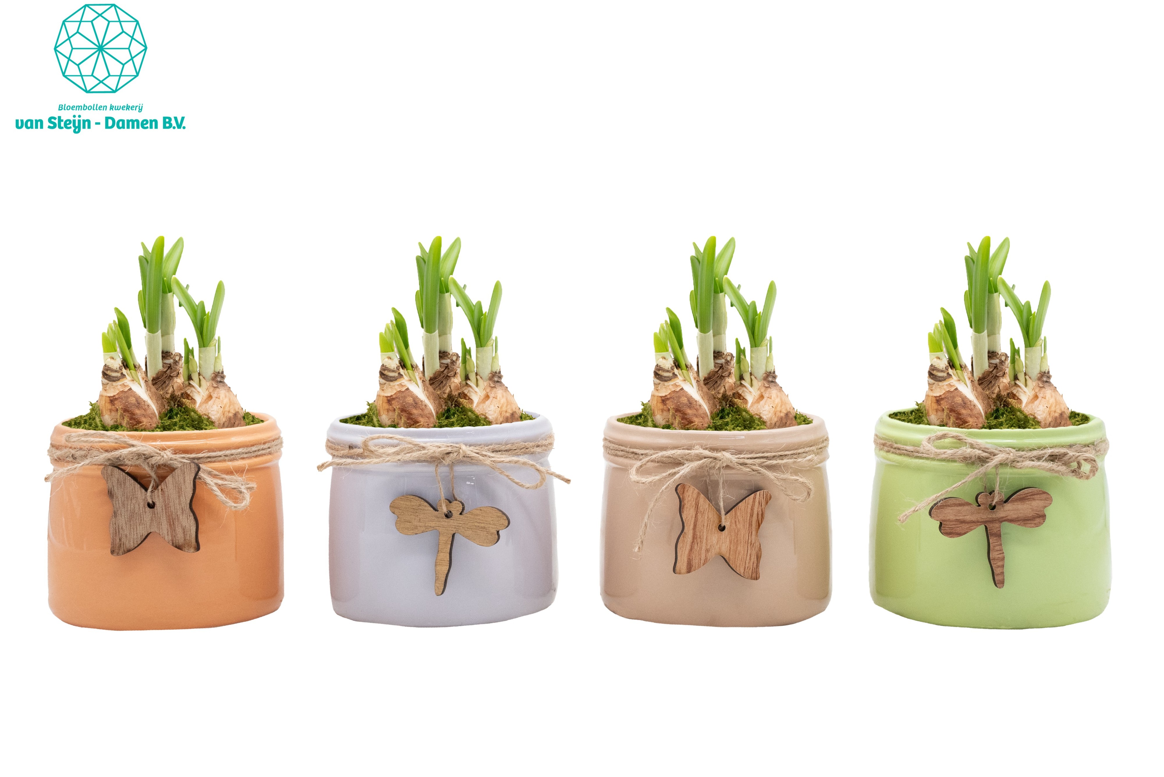 Narcissus 'Colorful Fall', D 10