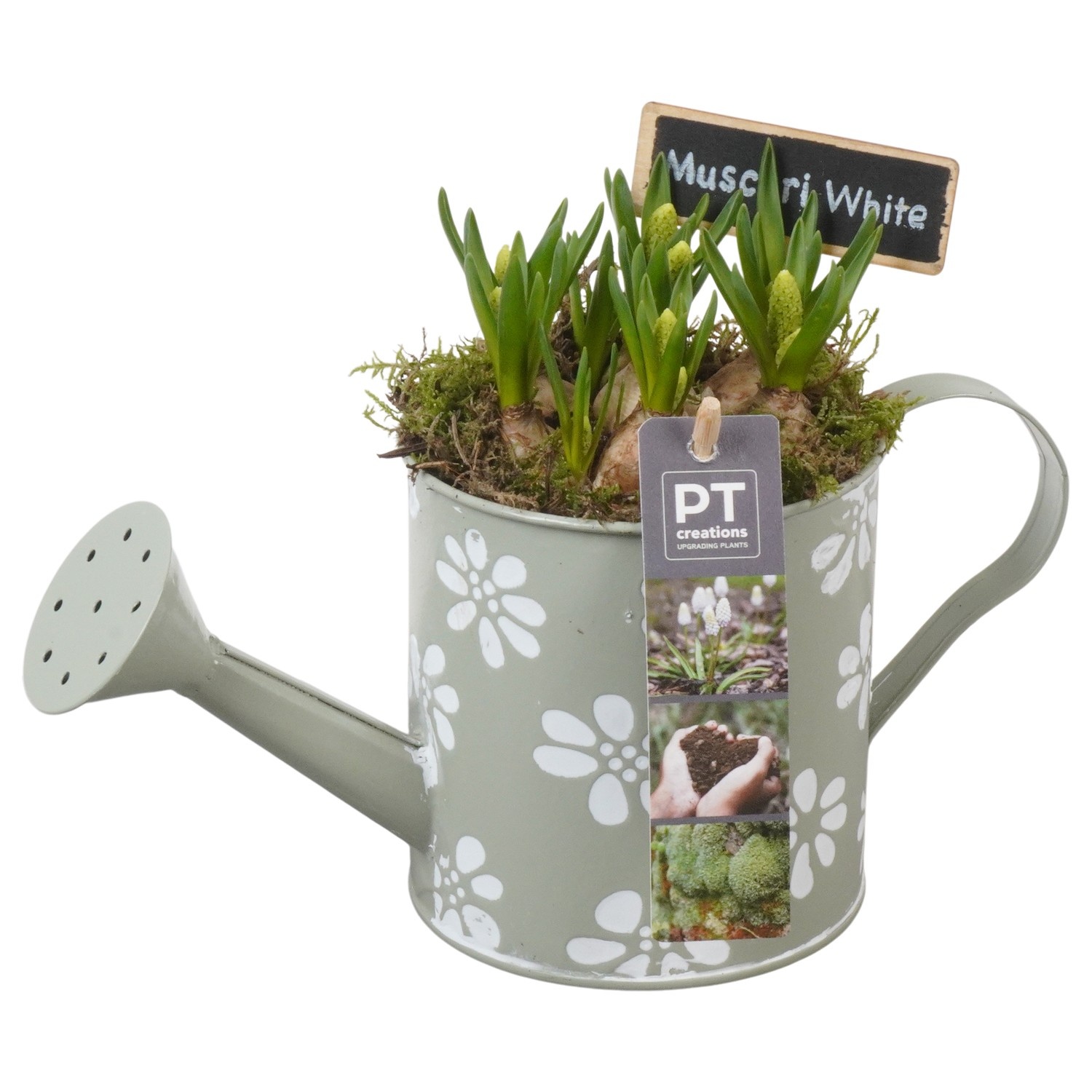 PTWMB8118 Arrangement Muscari White in metalen gieter, D 11