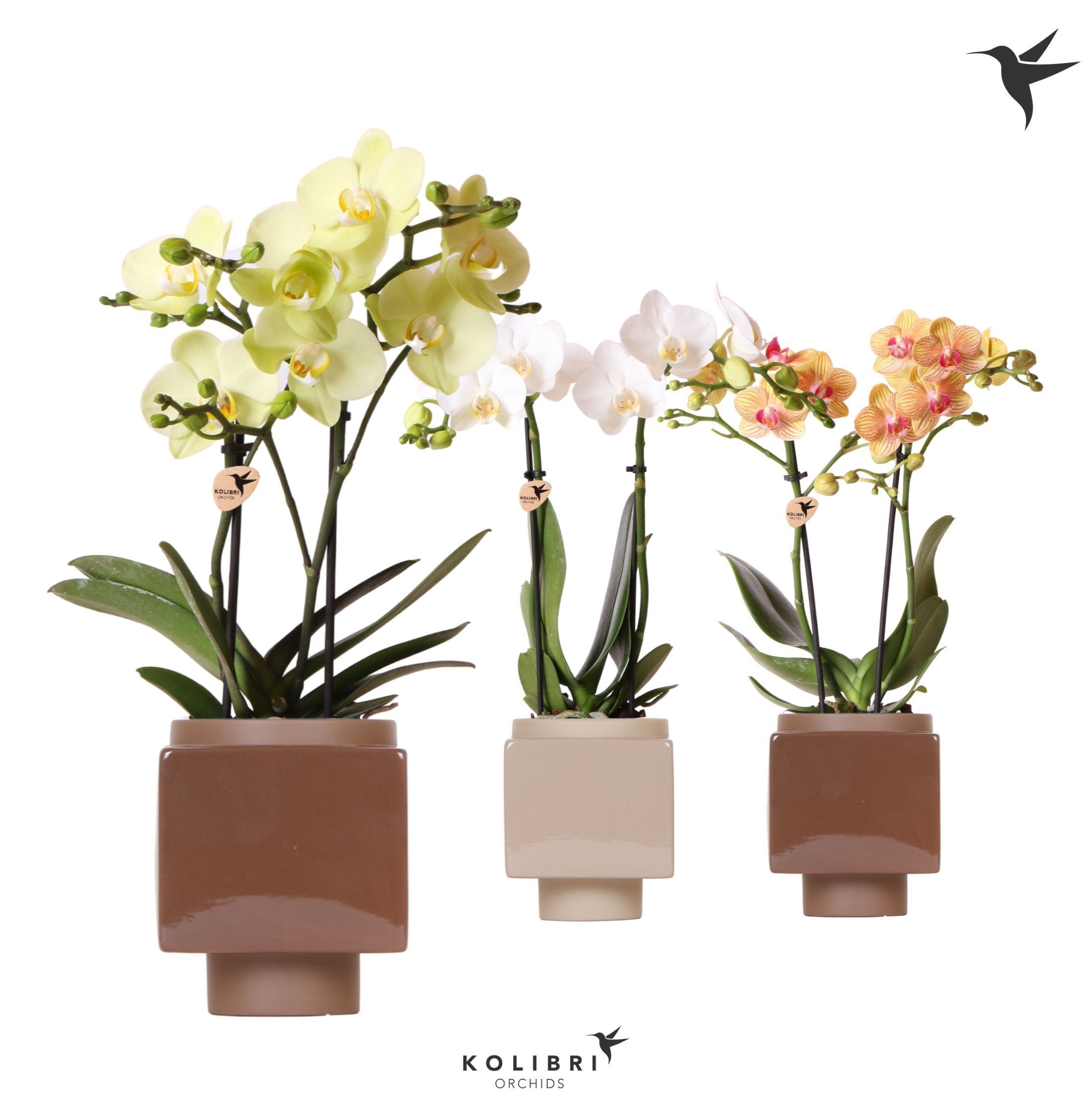 Kolibri Orchids Phalaenopsis mix 2 spike in Cube pot brown, D 9