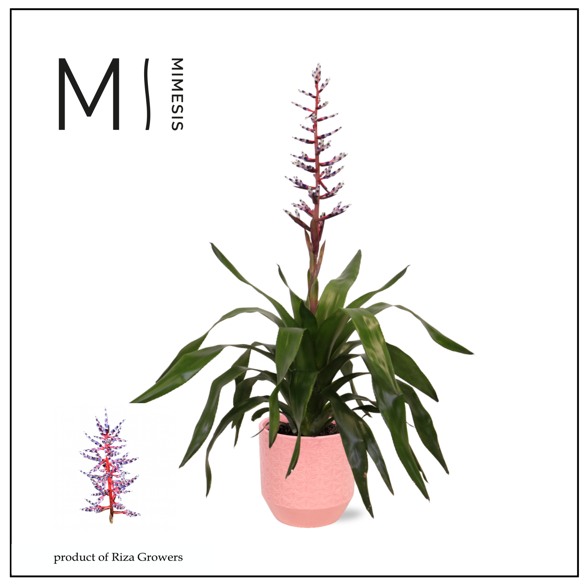 Aechmea Blue Rain - 12cm in Tala | Mimesis, D 12