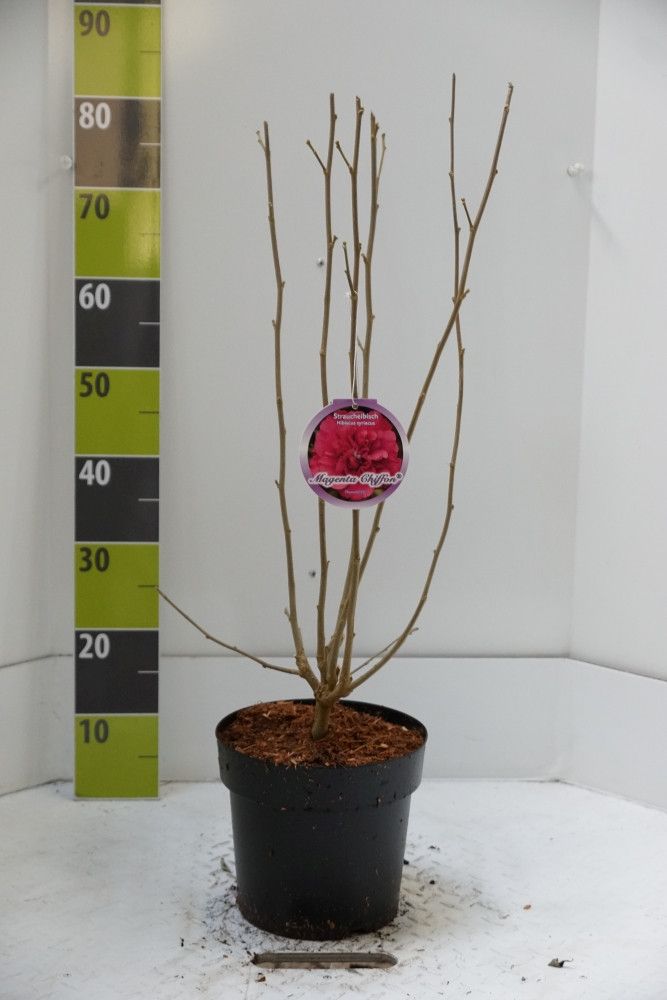 Hibiscus syr. 'Pink Chiffon' (R) C 4,6, D 23