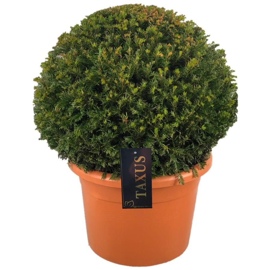 Taxus baccata Bol p42 (t) 65-70 ©, D 42 cm