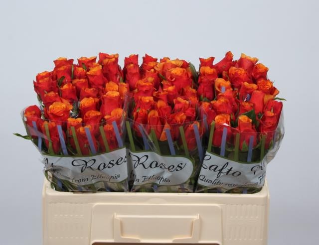 Роза од. Испания 50, шт.