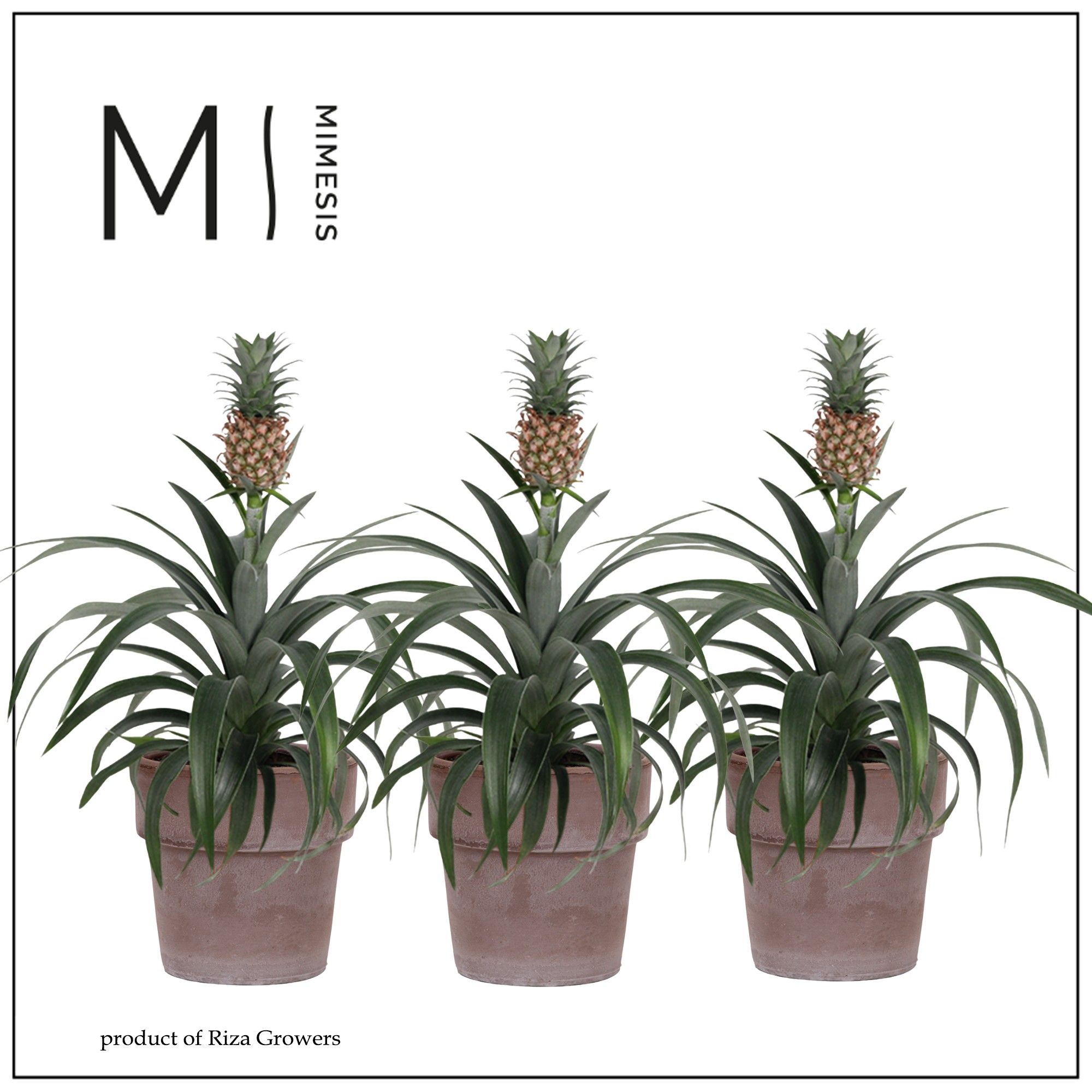 Ananas Mi Amigo - 12cm in Toscana | Mimesis, D 12