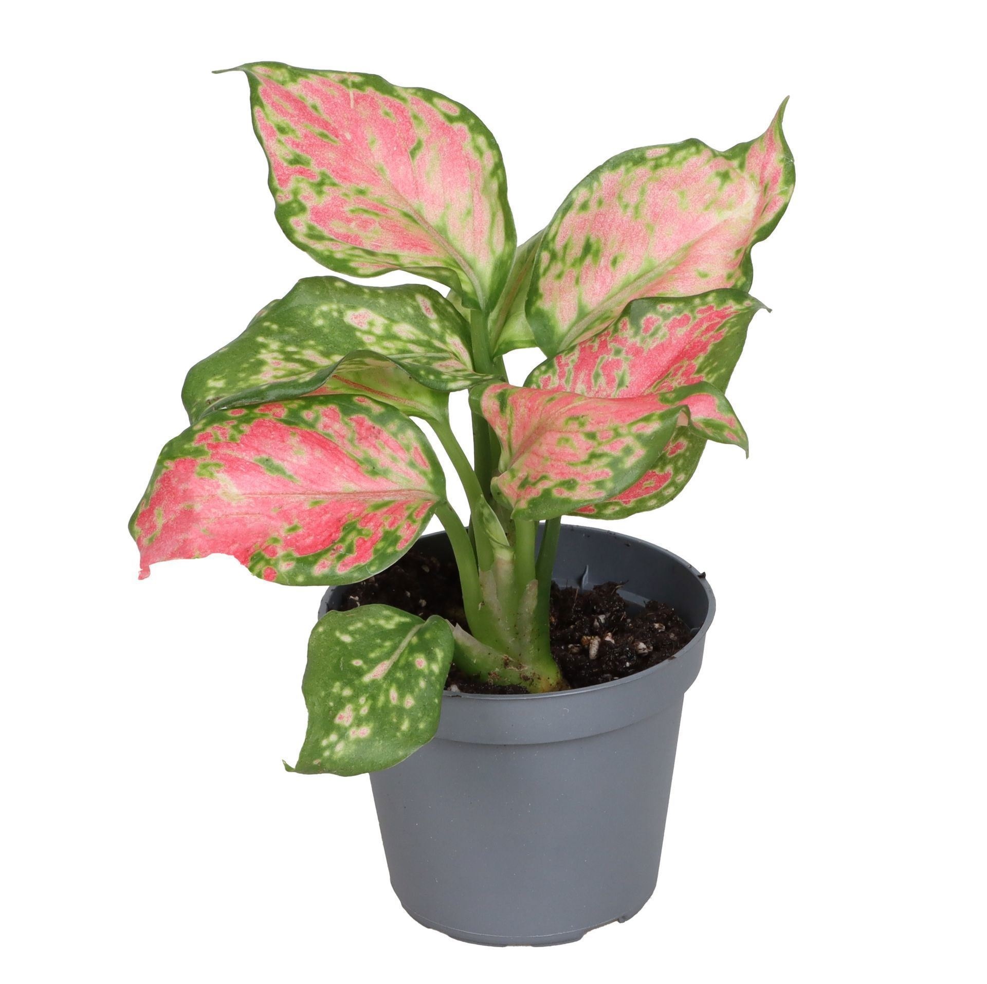 Aglaonema Beauty 6 cm, D 6