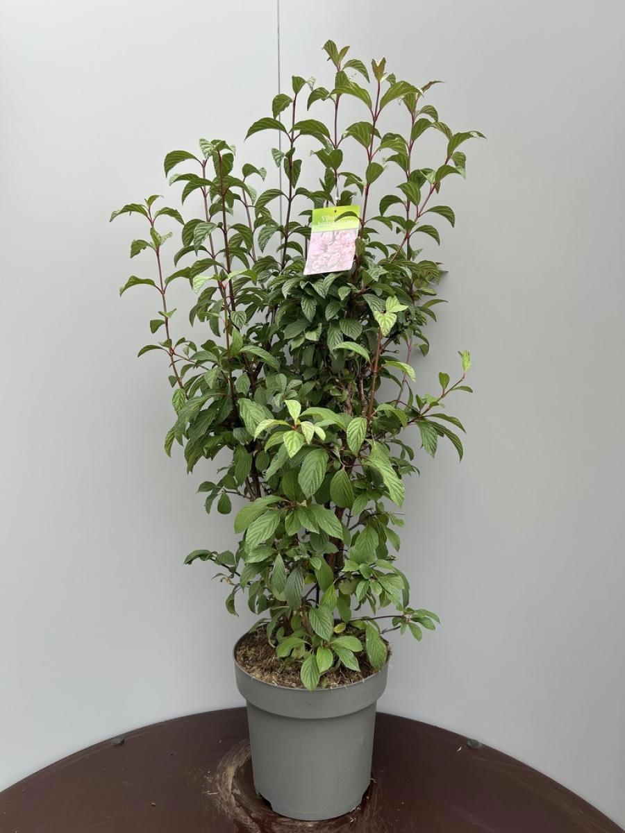 Viburnum bodn. 'Dawn', D 32 cm