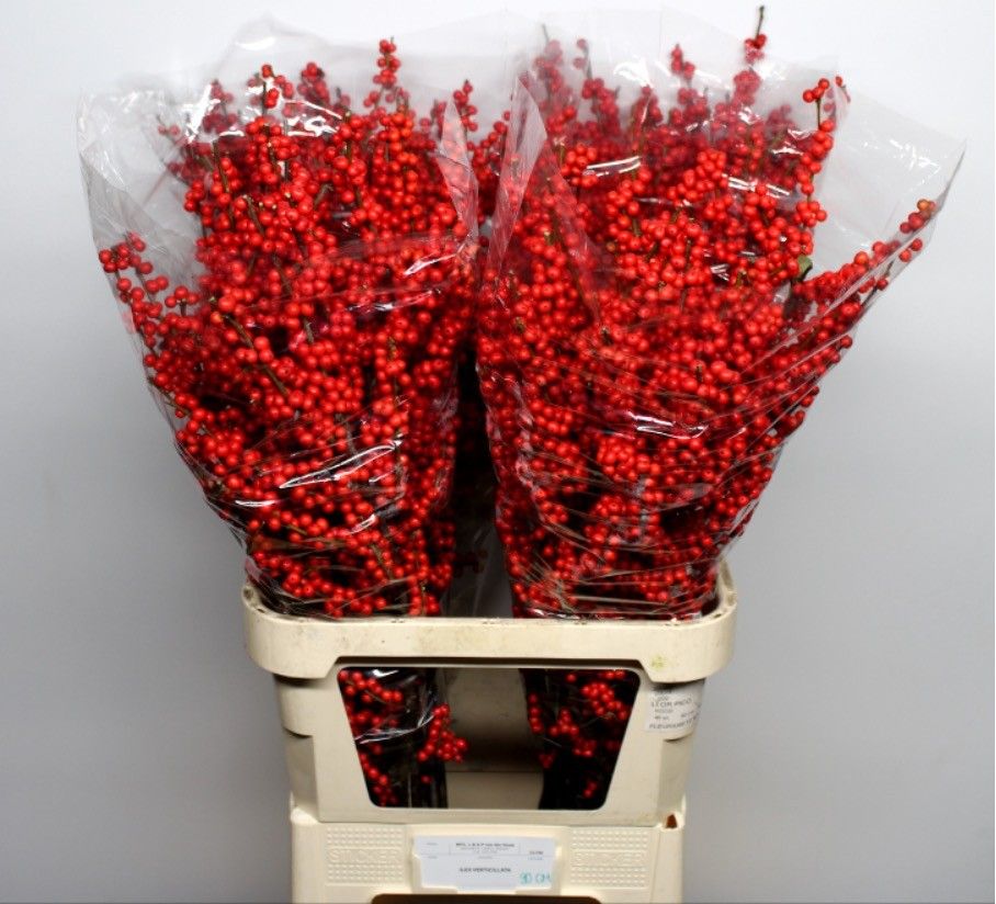 Илекс Красные ягоды 90, шт.