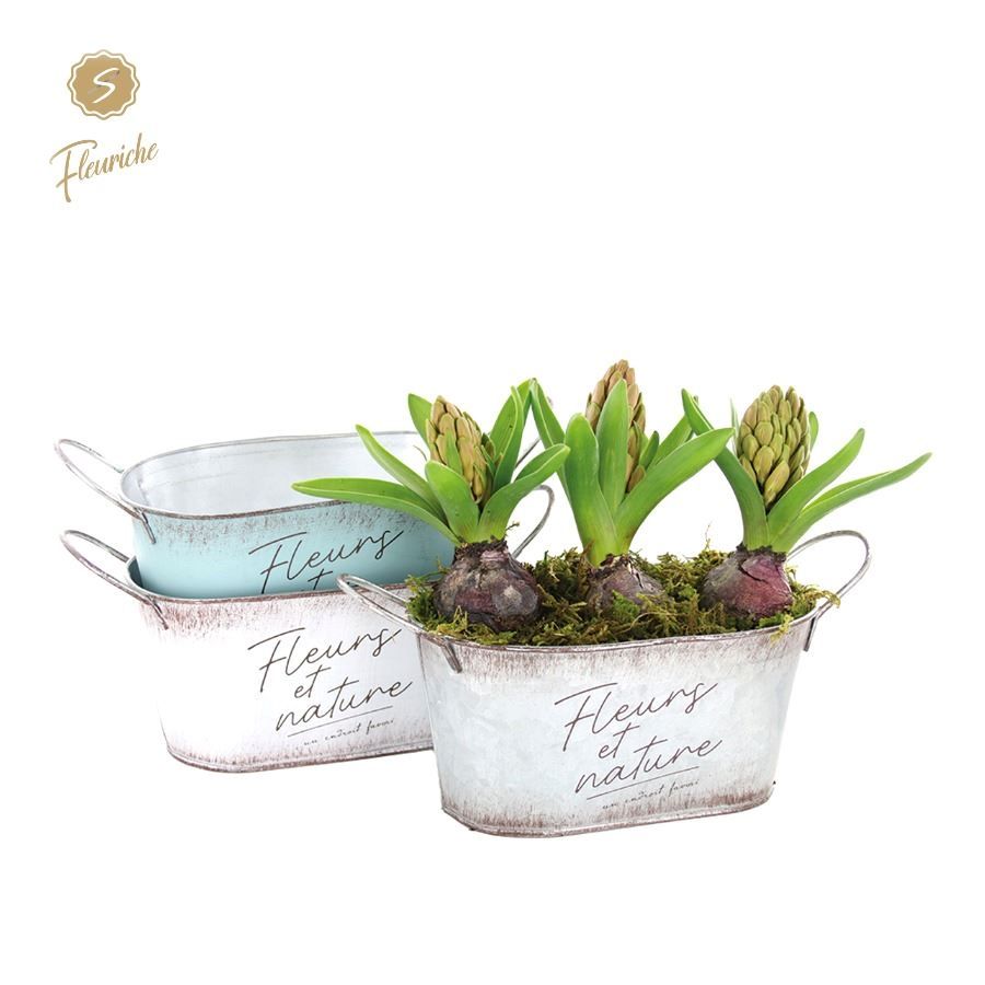 (3503) Hyacint Fleurs et Nature Oval 3PP Mos, D 26 cm