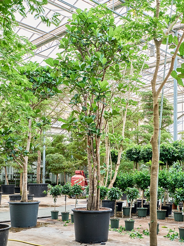 Ficus lyrata, D 102 cm