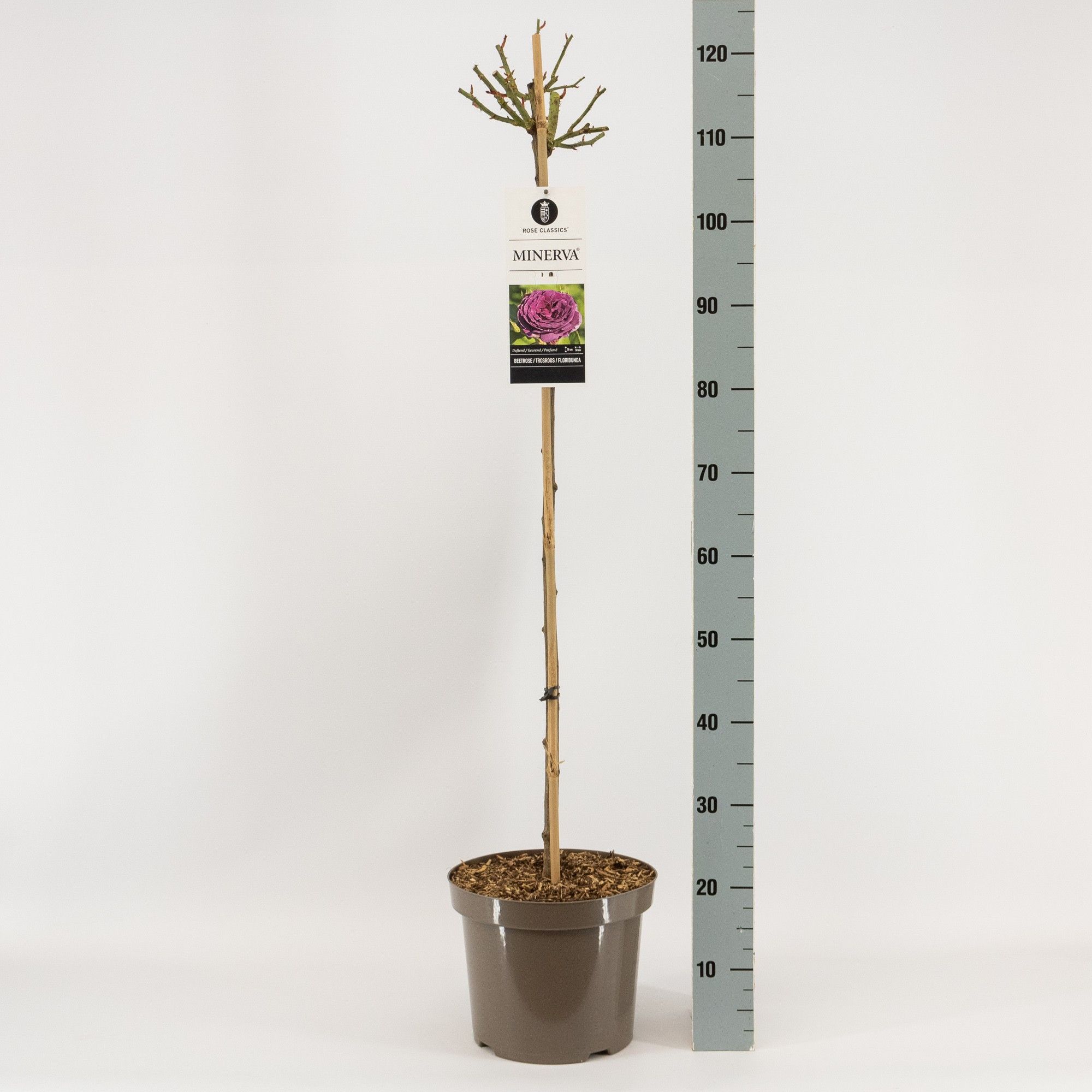 Rosa (F) Minerva ®, stam 90, C7.5, D 26