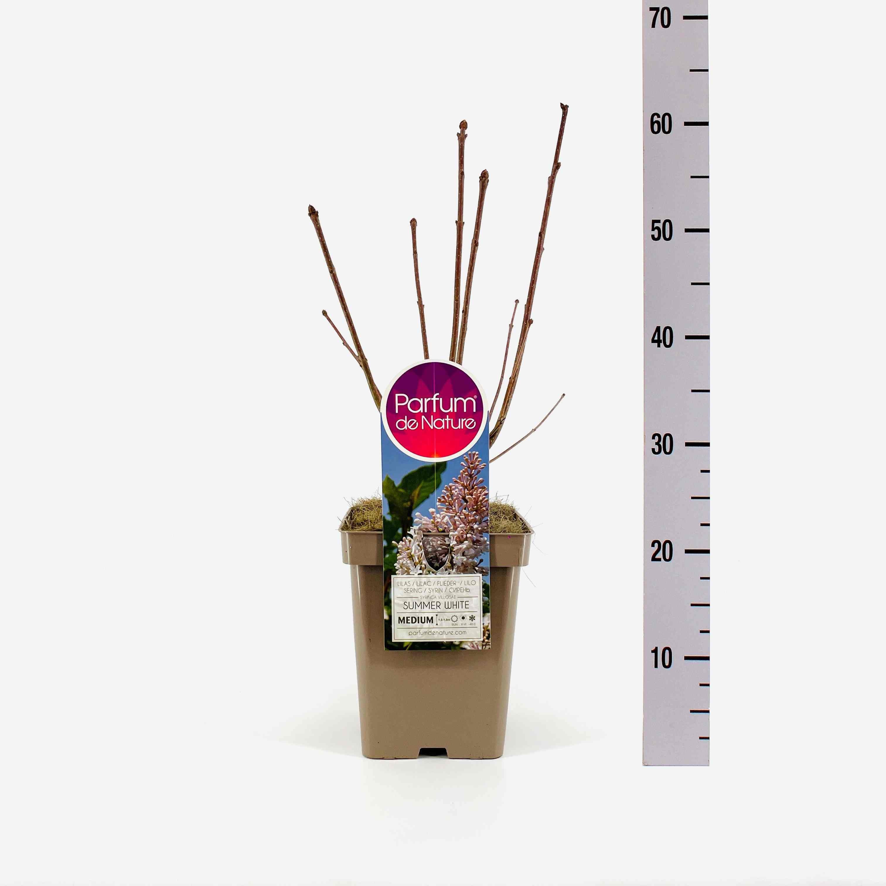 Syringa (V) Summer White, C5, D 23