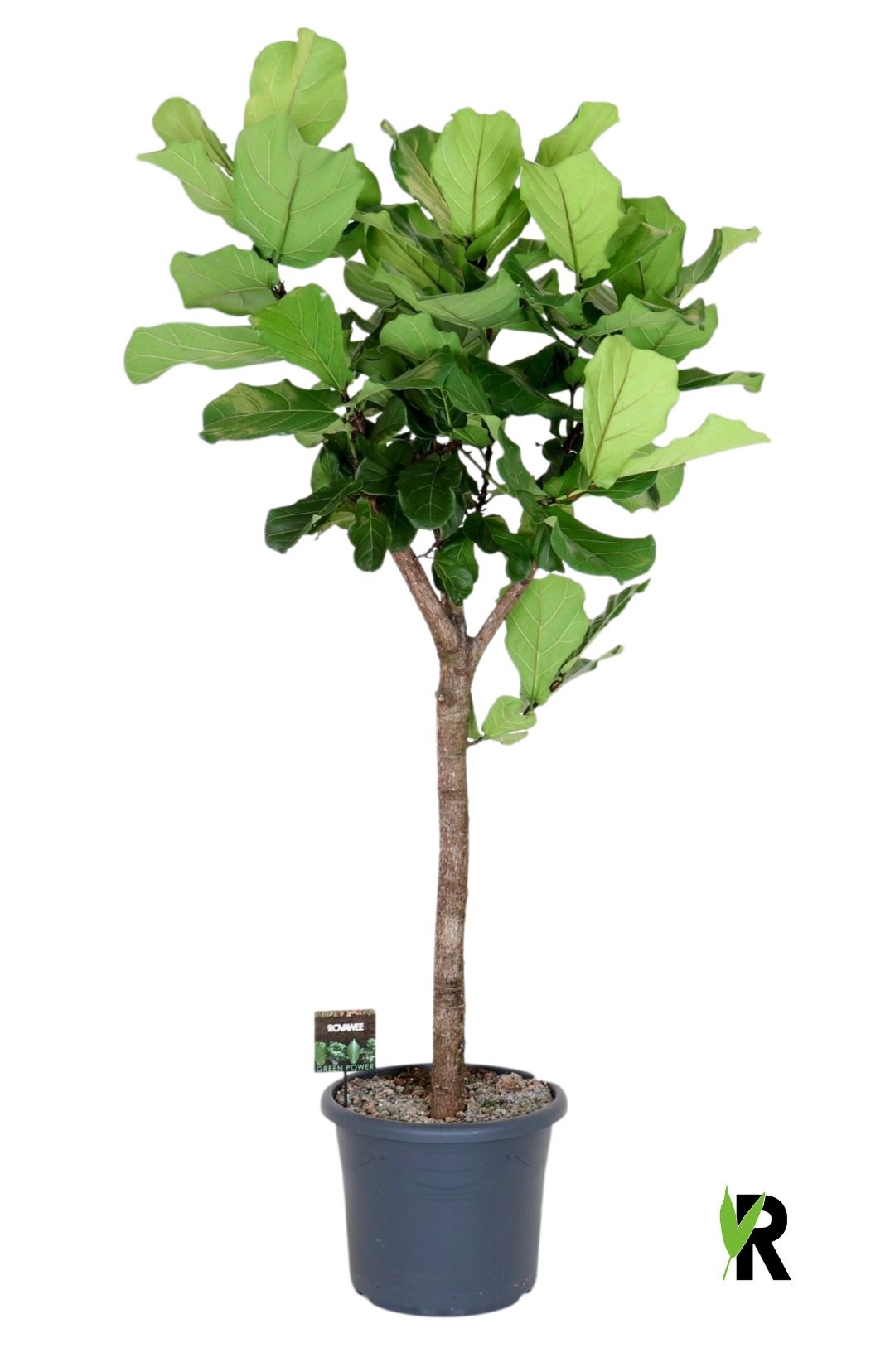 Ficus Lyrata op stam, D 48 cm