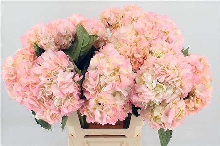 Гортензия Овериг 65, шт.